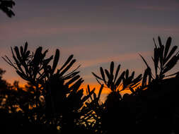 Image of Banksia aemula R. Br.