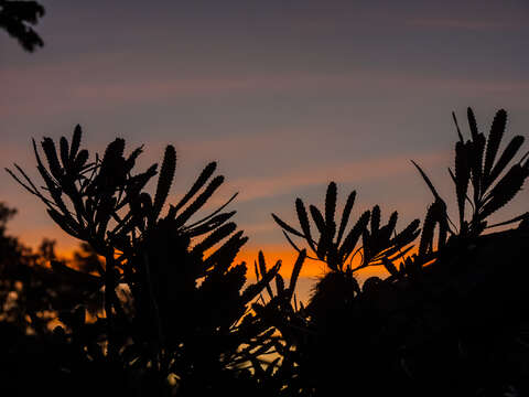 Image of Banksia aemula R. Br.