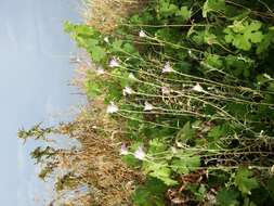 Xeranthemum annuum L. resmi