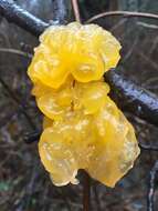 Image of Witches butter