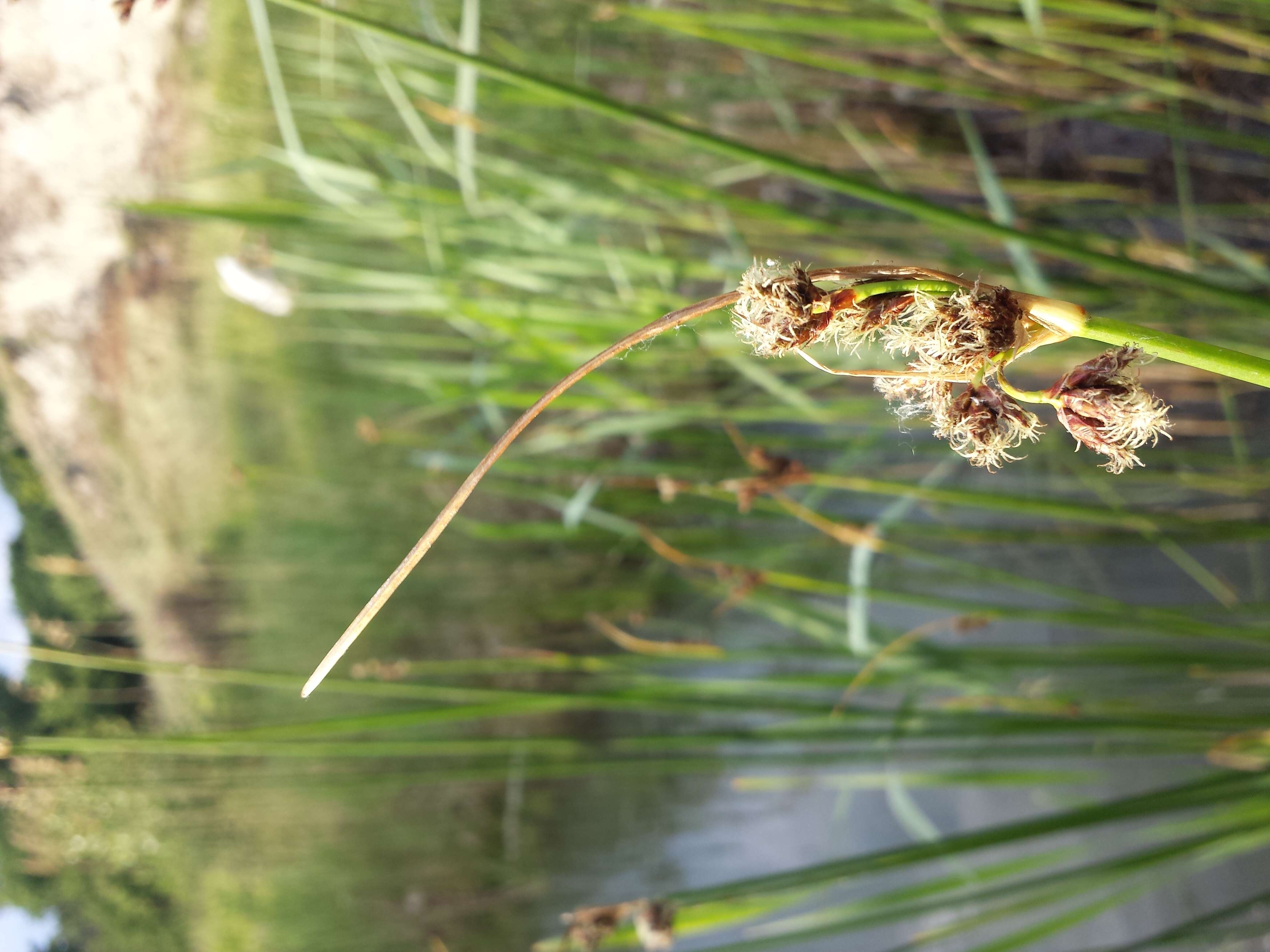 Image of lakeshore bulrush