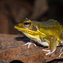 Image of Kokarit Pond Frog