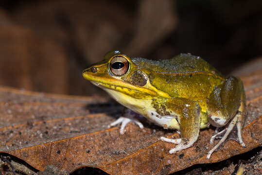 Image of Kokarit Pond Frog