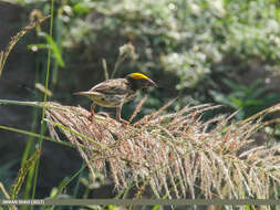 Image of Streaked Weaver