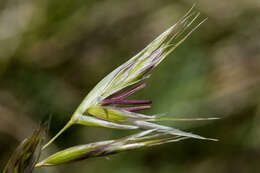 Image de Danthonia intermedia Vasey