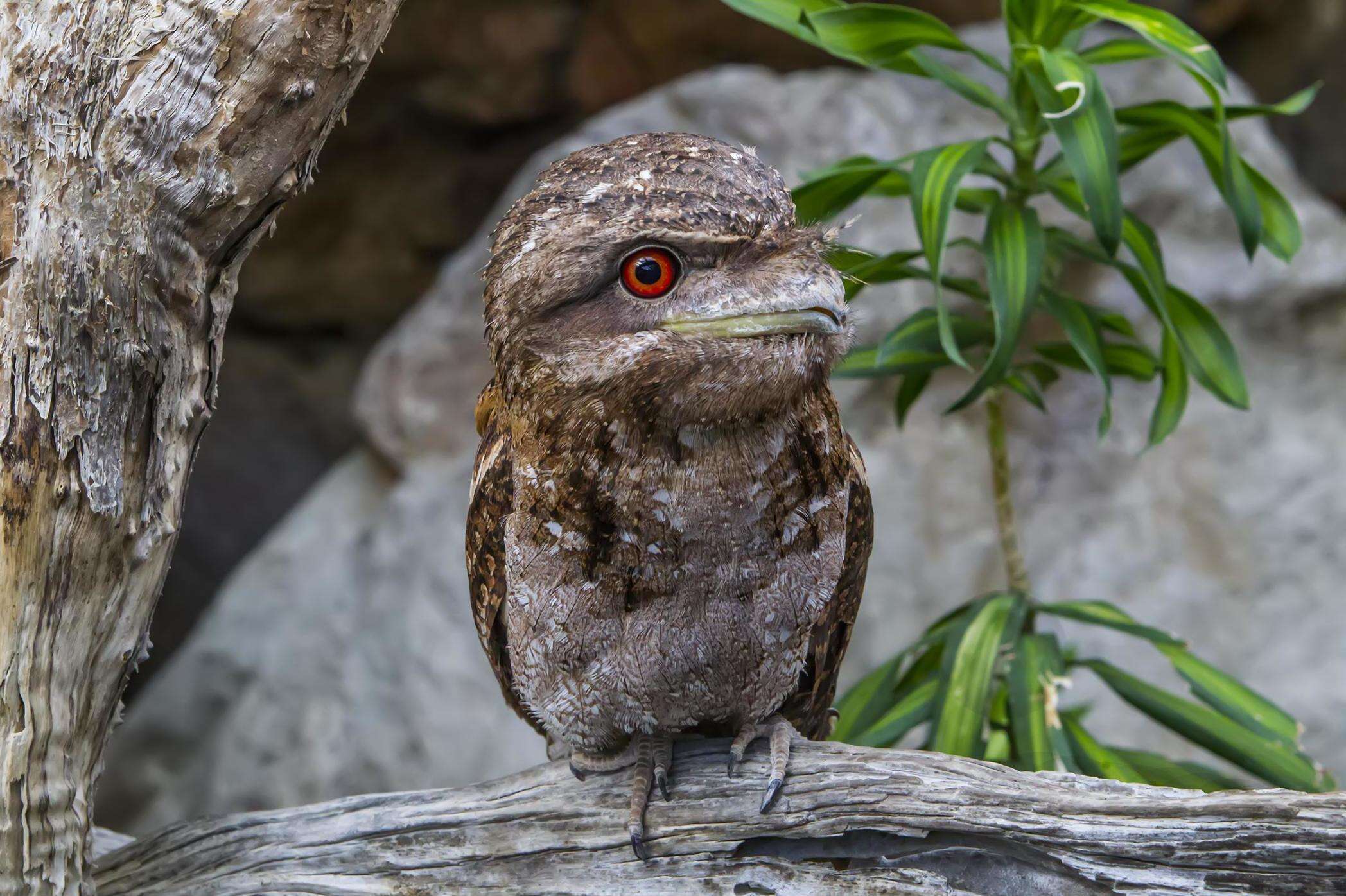 Image of Papuan Frogmouth