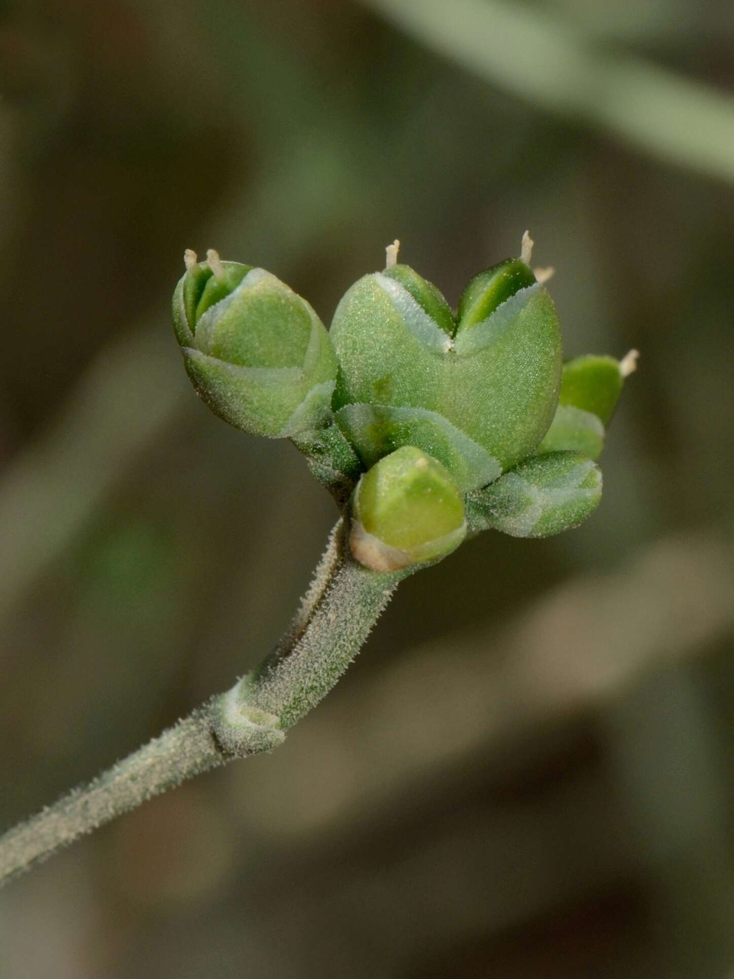 Image of Shrubby Horsetail