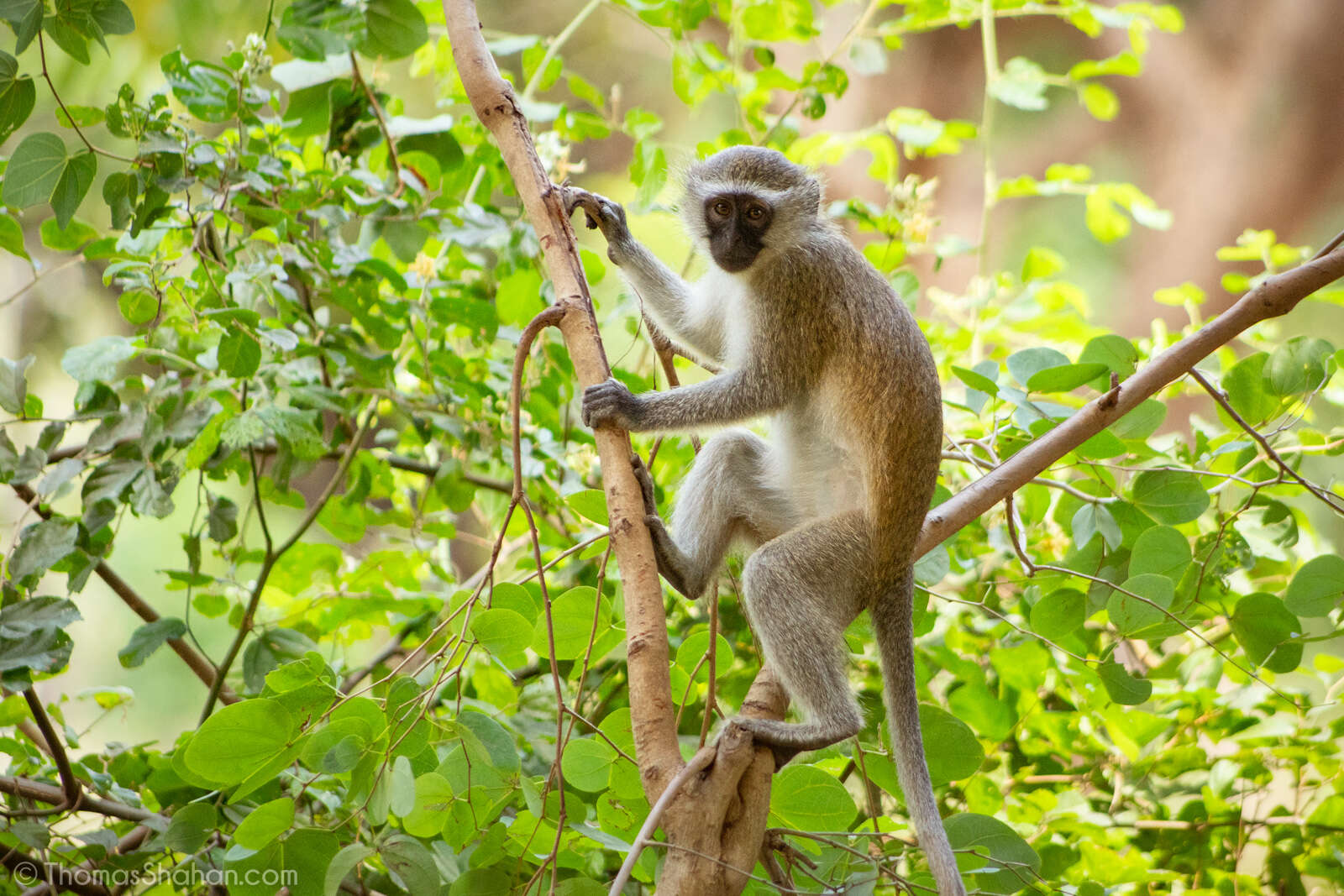 Слика од џуџест зелен мајмун