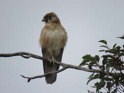 Image of Brown Falcon