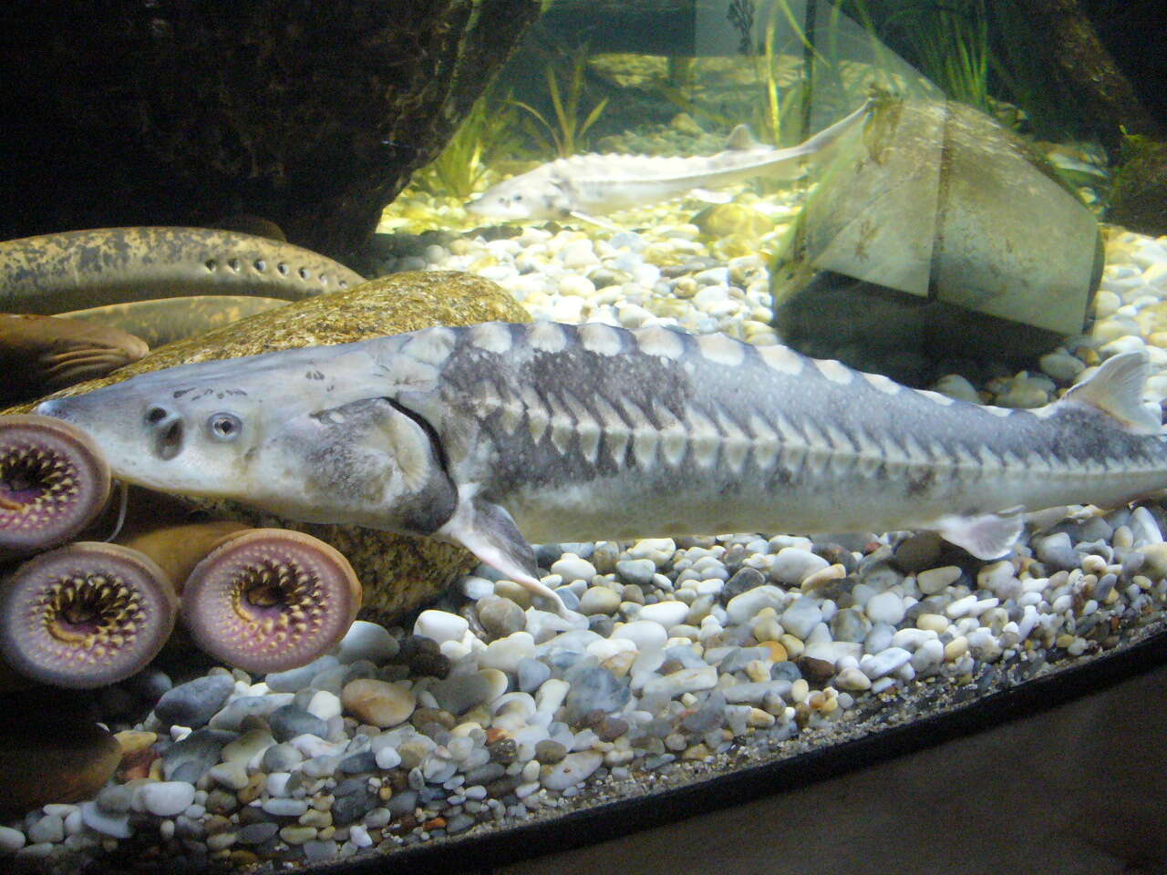 Image of Adriatic Sturgeon