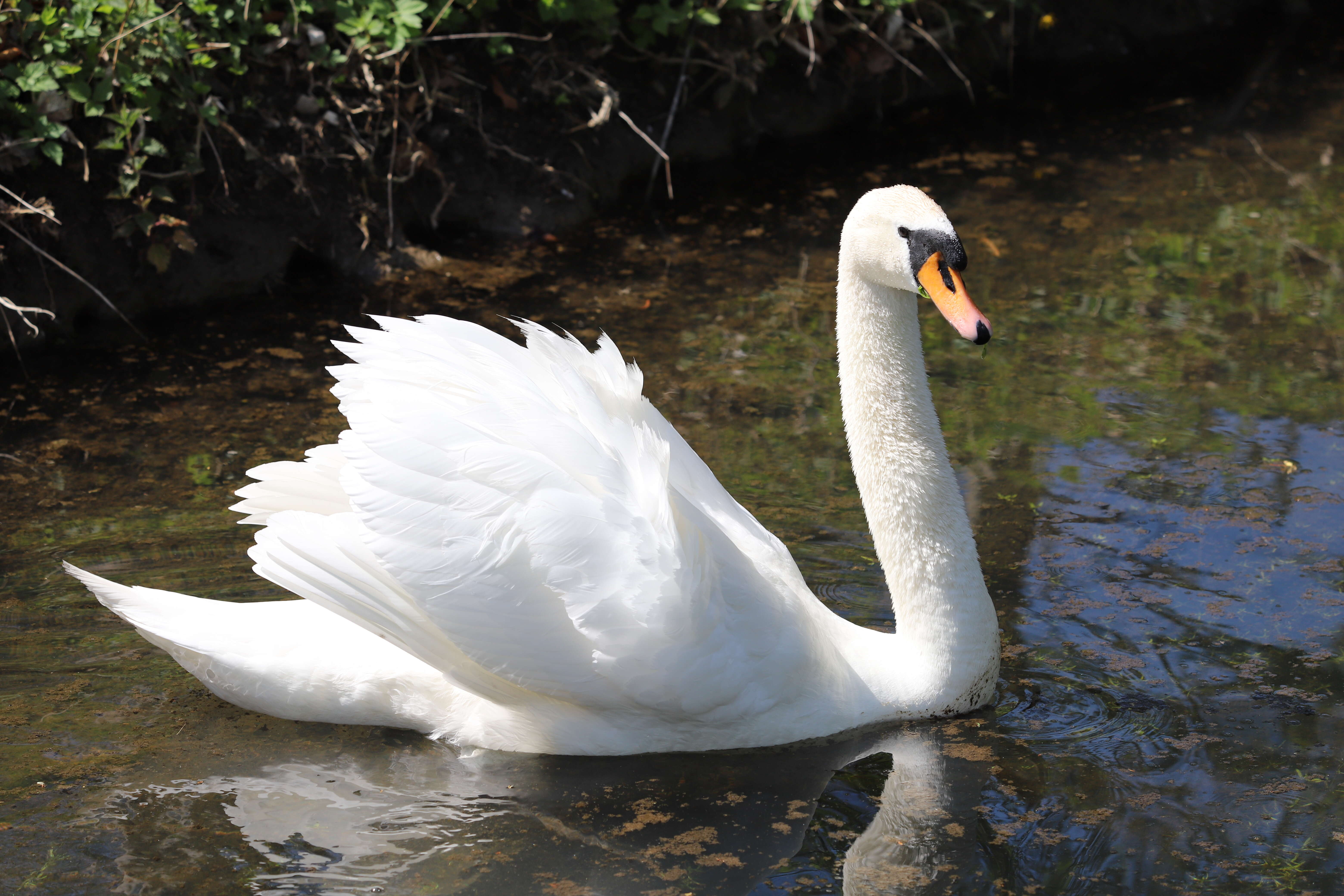 Image of Mute Swan