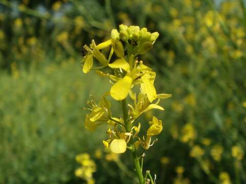 Image of black mustard