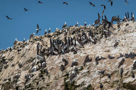 Image of Peruvian Pelican