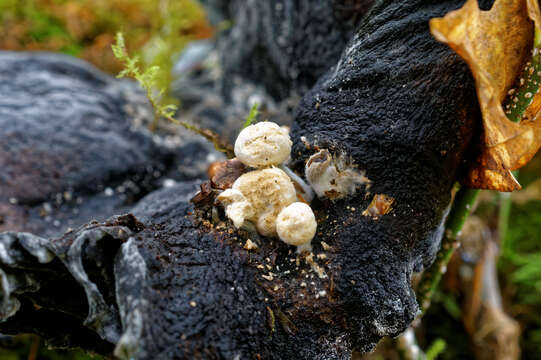 Image of Powdery Piggyback mushroom