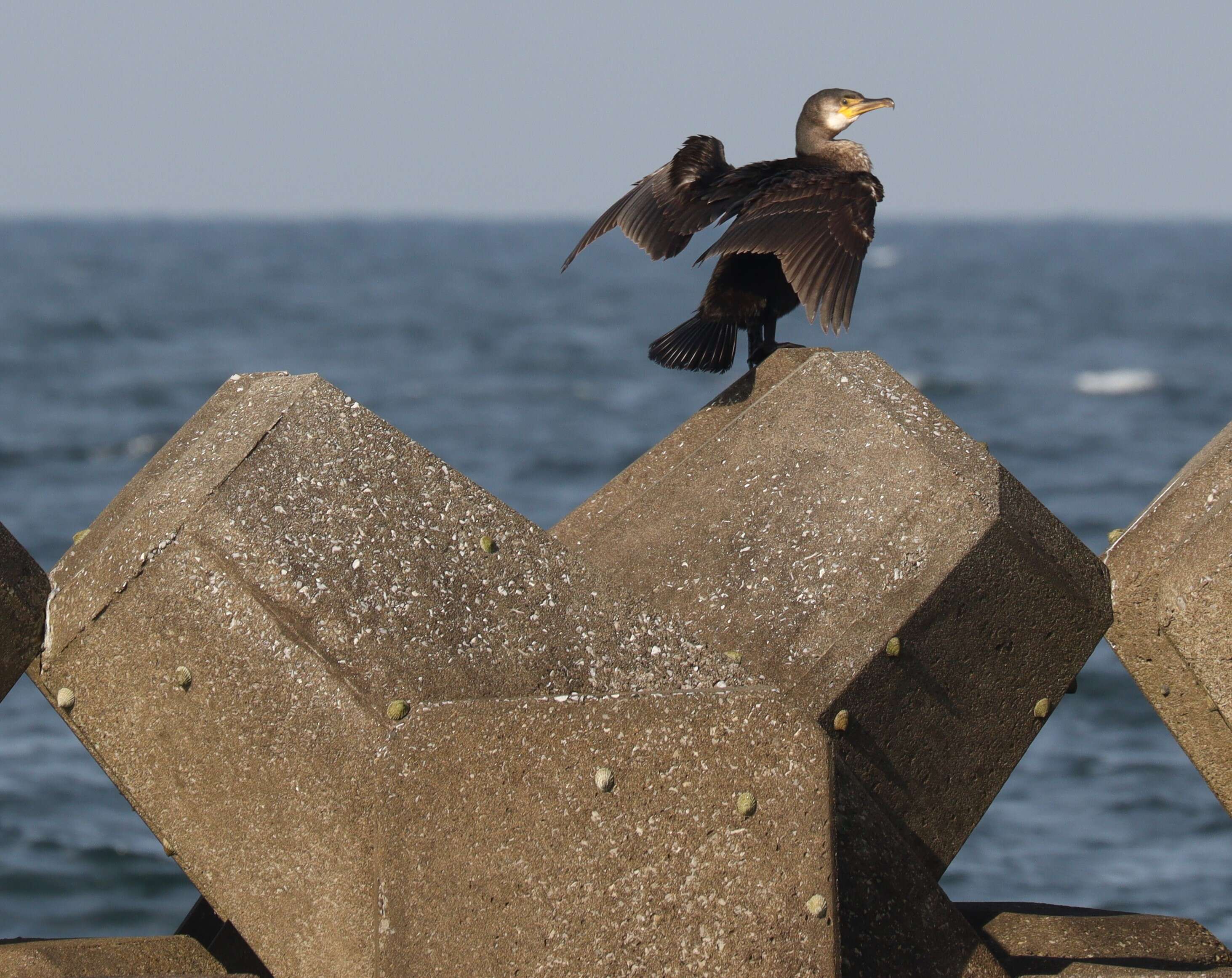 Image of Japanese Cormorant