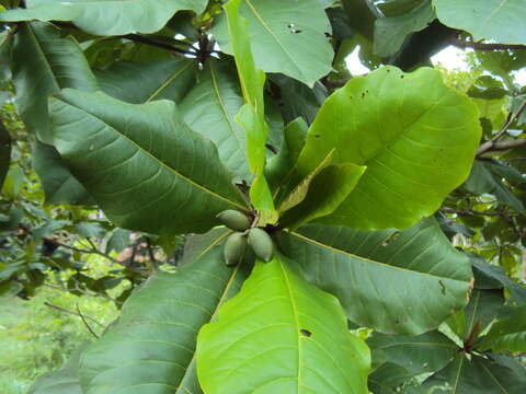 Image of tropical-almond