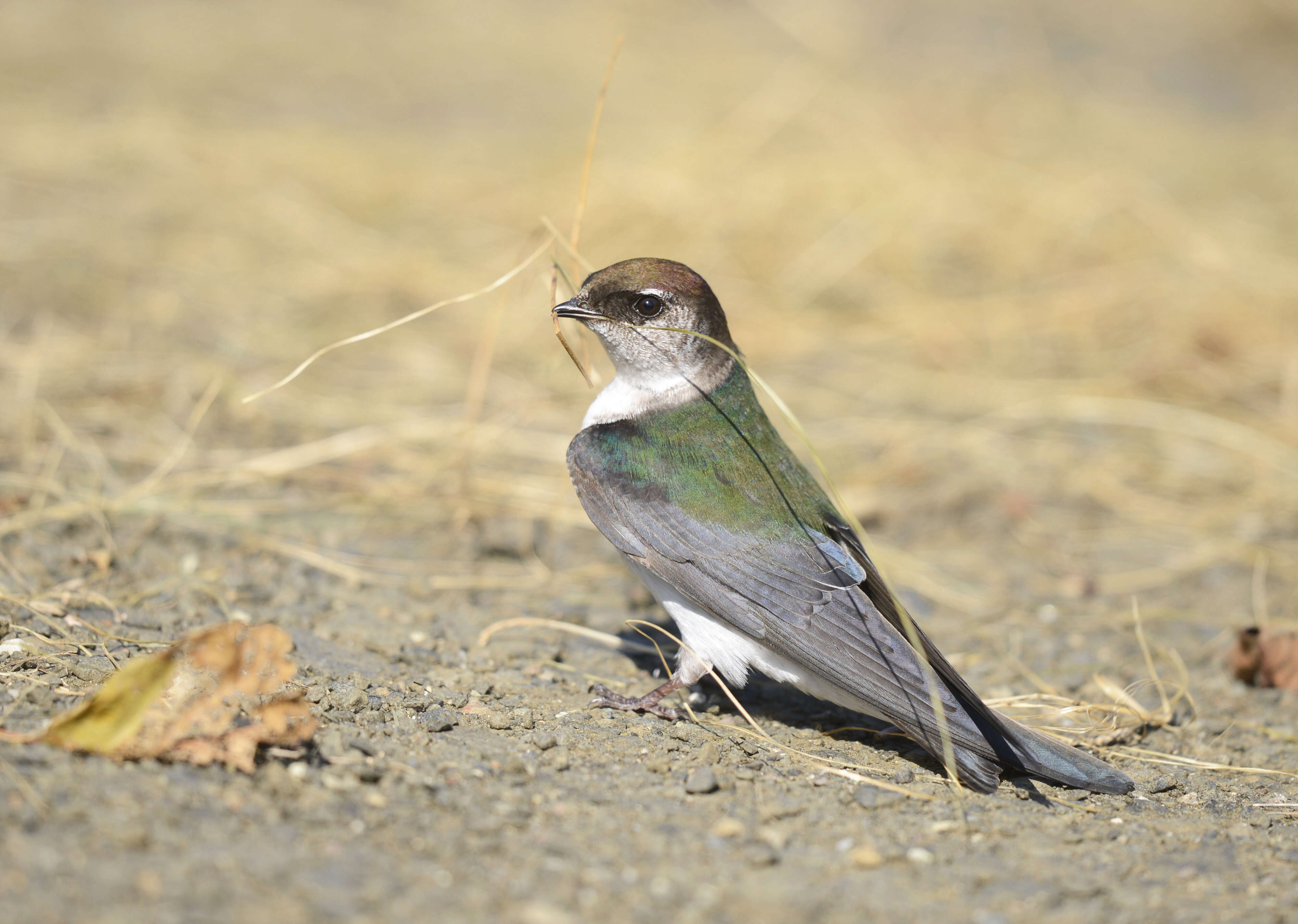 Image of Violet-green Swallow