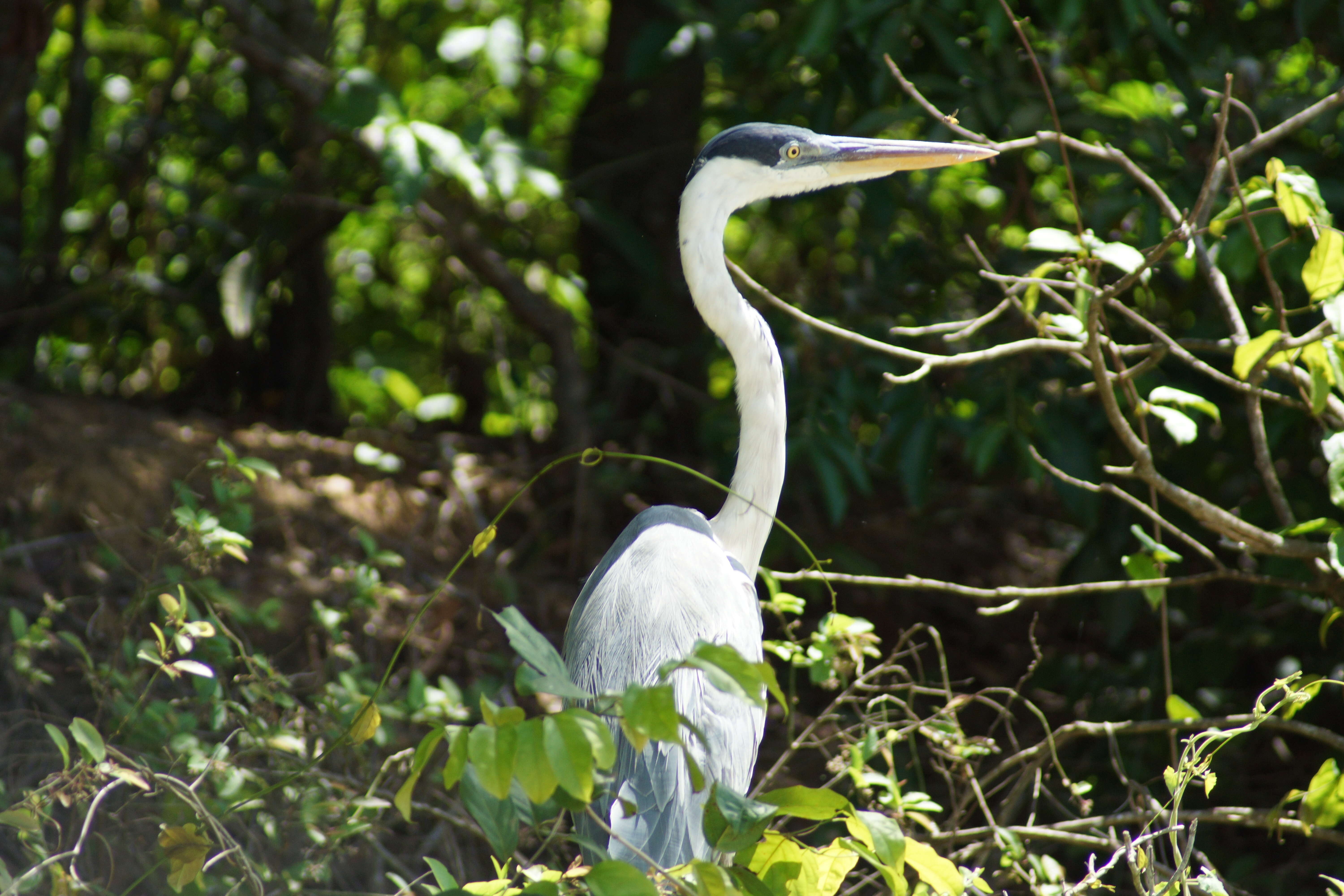 Image of Cocoi Heron