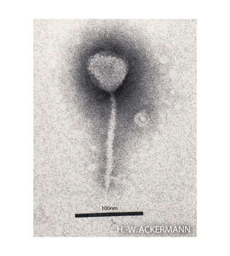 Image of Enterobacteria phage lambda