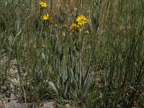 Arnica chamissonis Less. resmi