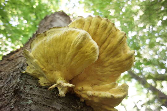 Image of Bracket Fungus