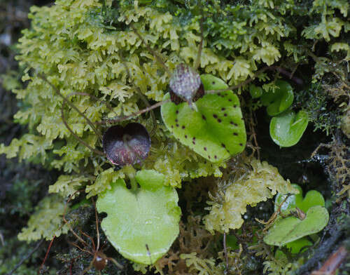 Image of Big red spider orchid