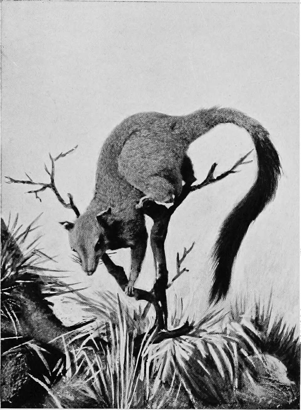Image of Brush-tailed Marsupial Mouse