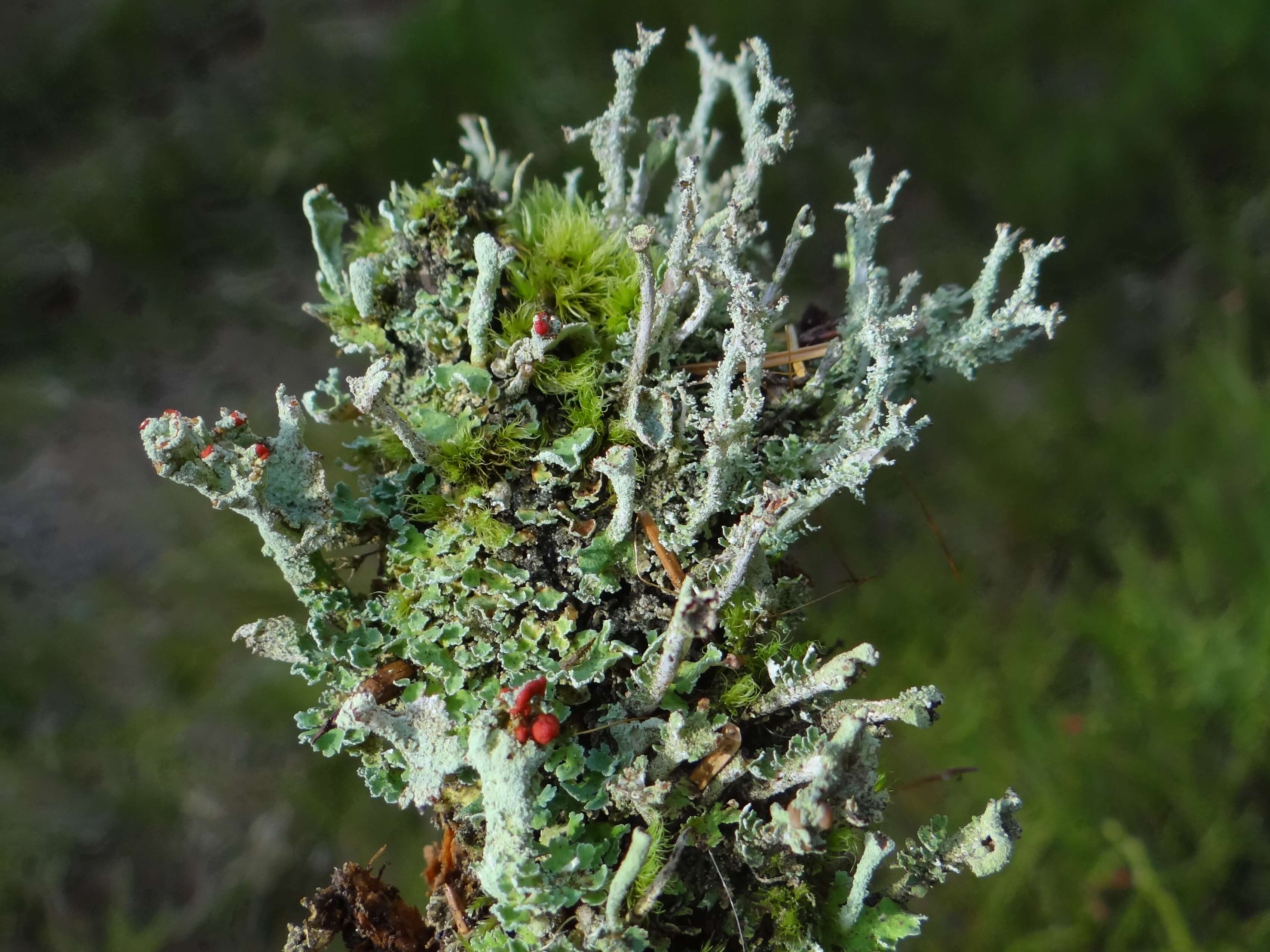 صورة Cladonia bellidiflora (Ach.) Schaer.