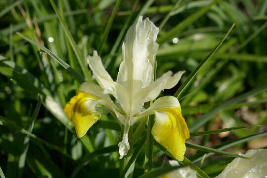 Image of Iris bucharica Foster