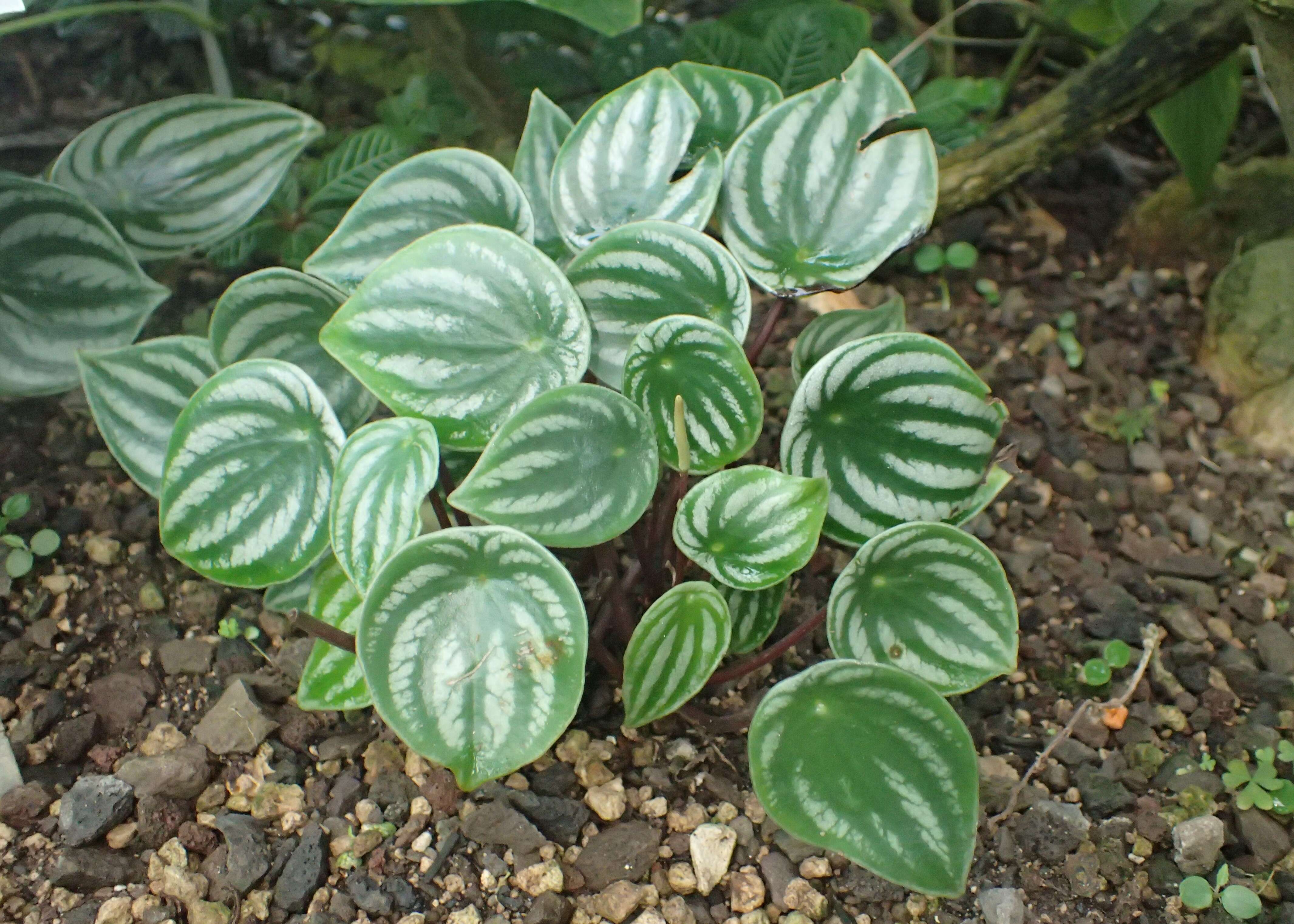 Image of Peperomia argyreia (Miq.) E. Morr.