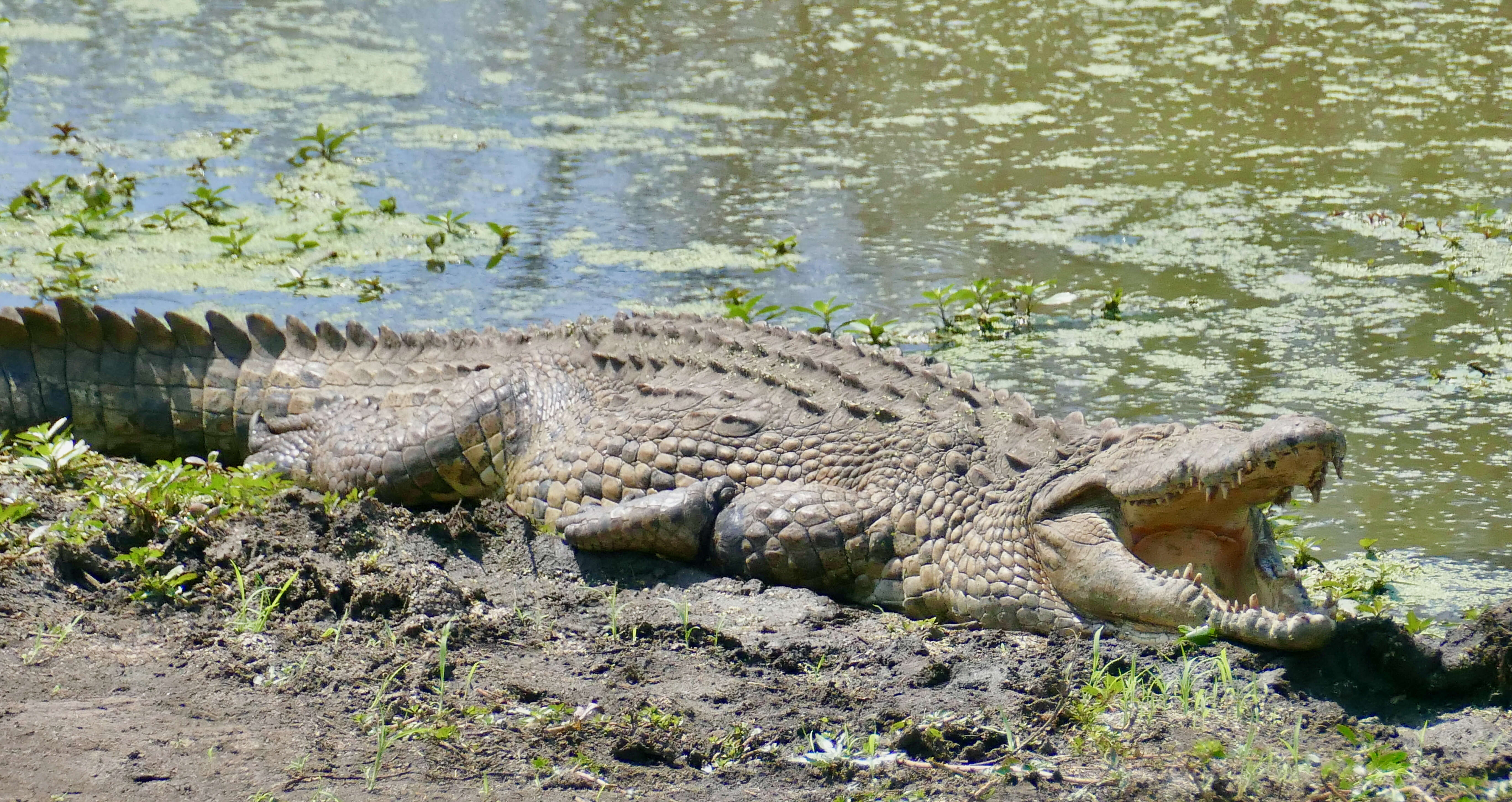 Image of Nile crocodile