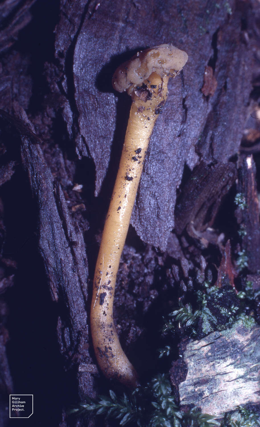 Image of Leotia lubrica (Scop.) Pers. 1797