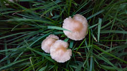 صورة Marasmius oreades (Bolton) Fr. 1836