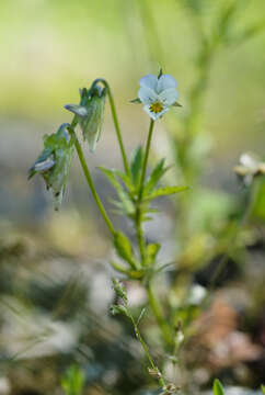 Слика од Viola arvensis Murray