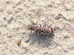 Image of Northern dune tiger beetle