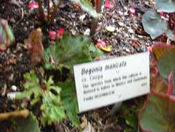 Слика од Begonia manicata Brongn.