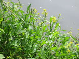 Image of Great Yellow-cress