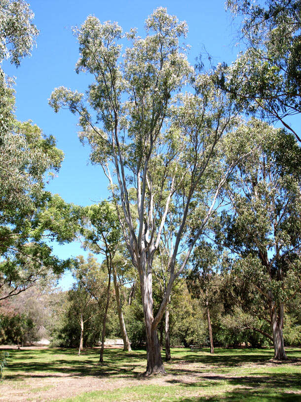 Image of cabbage gum