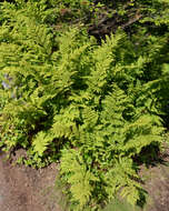 Image of intermediate woodfern