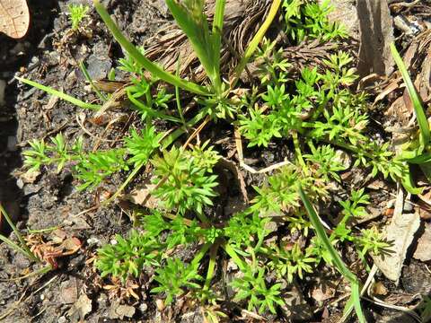 Image of field burrweed