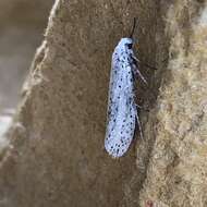 Imagem de Yponomeuta evonymella Linnaeus 1758