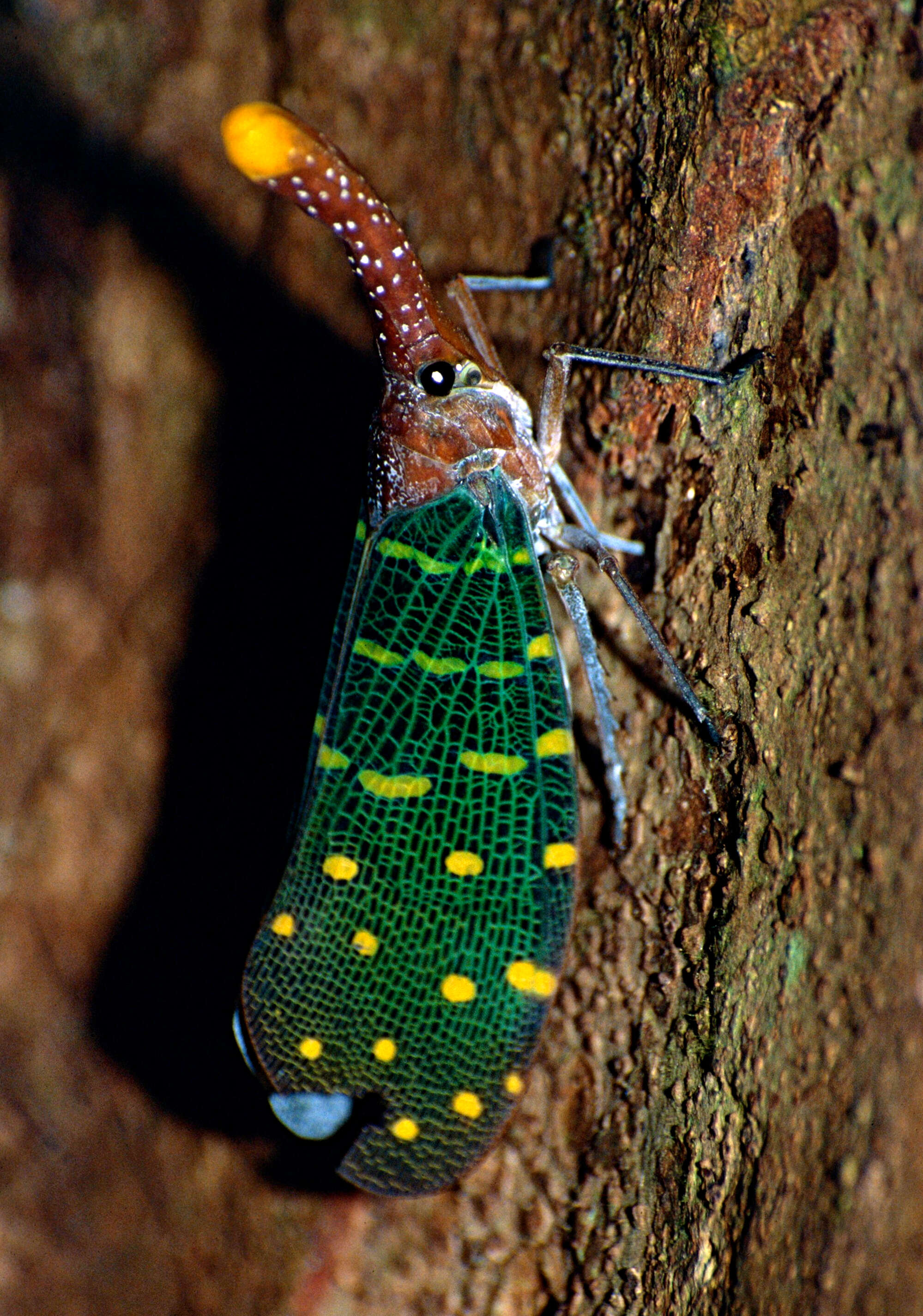 Image of Pyrops intricatus (Walker 1857)