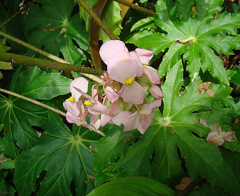 Image of starleaf begonia