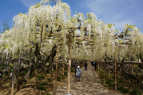 Image of Japanese wisteria