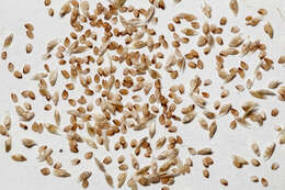 Image of mesa dropseed