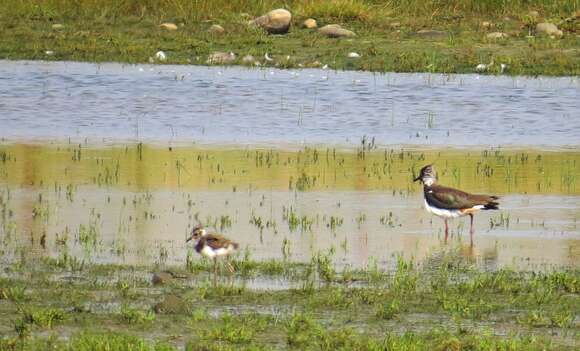 Image of Lapwing