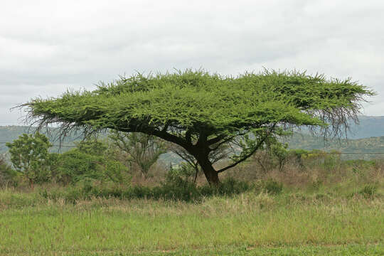 Vachellia tortilis (Forssk.) Galasso & Banfi的圖片