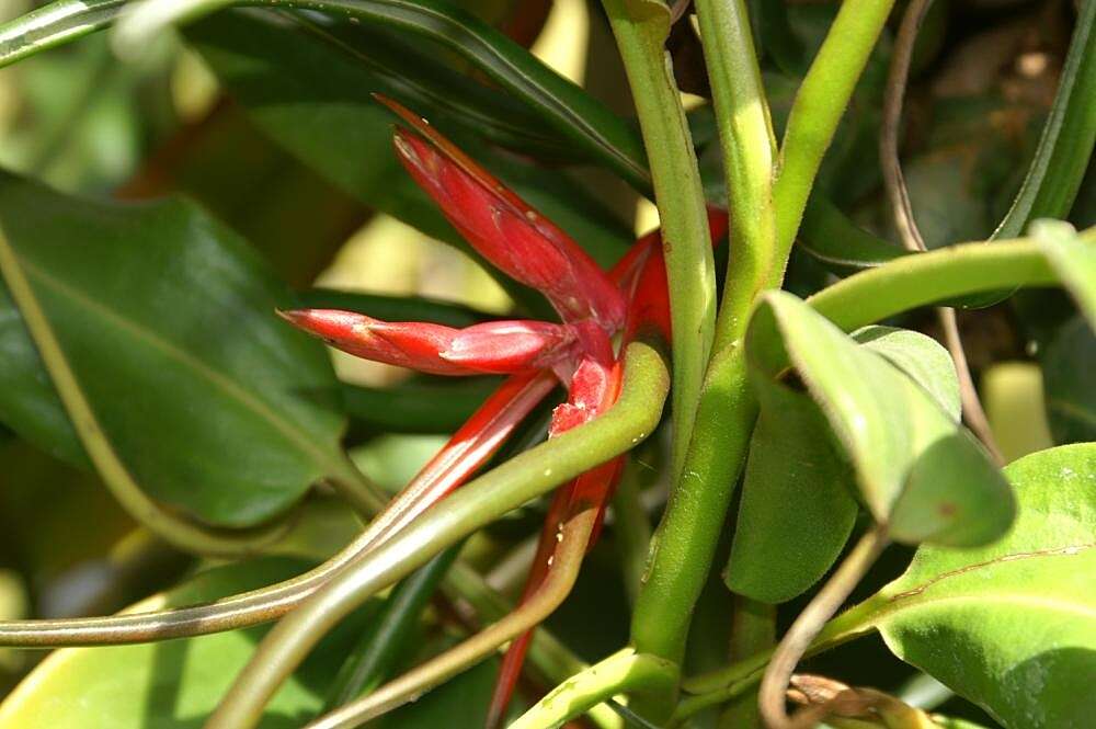 Image of Tillandsia ixioides Griseb.