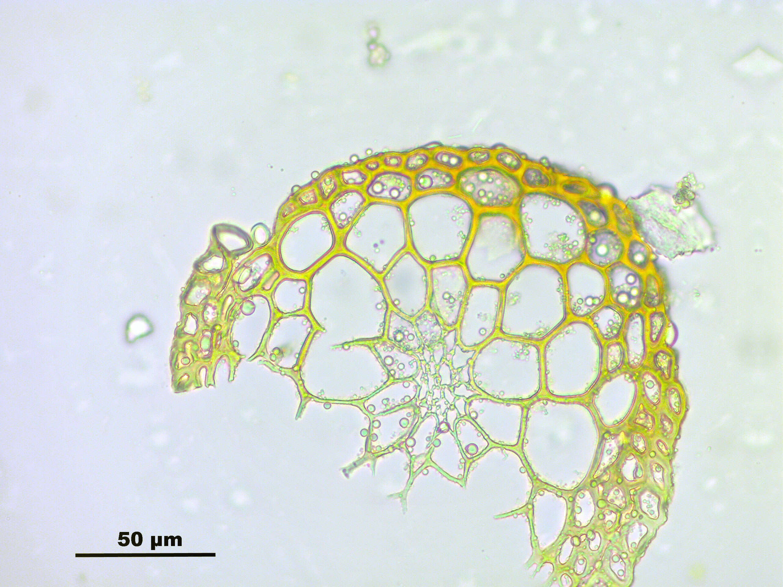 Image de Dicranoweisia crispula Milde 1869