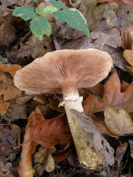 Image of Armillaria gallica Marxm. & Romagn. 1987